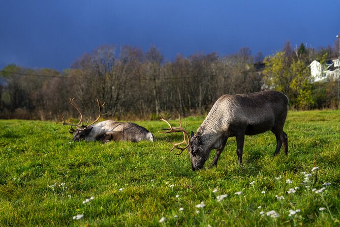 Tromsø: Fjord Adventure Tour with Wildlife and Lunch - A rustic seaside lunch in the cold