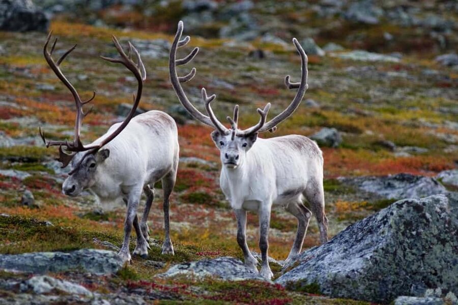Tromso: Fjord Arctic Adventure Expedition - Wildlife along the road