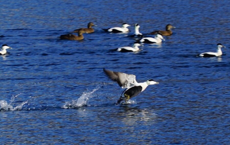 Tromsø: Fjord Cruise by Luxury Yacht - Fishing, captaining, and family appeal