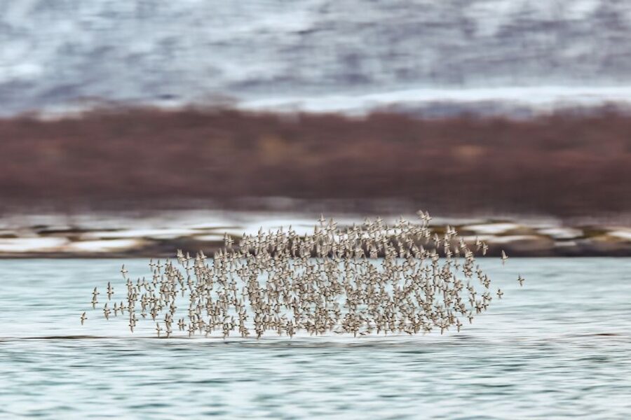 Tromsø: Fjord History Cruise with Snack and Drinks - Timing it with the rest of your Tromsø plans
