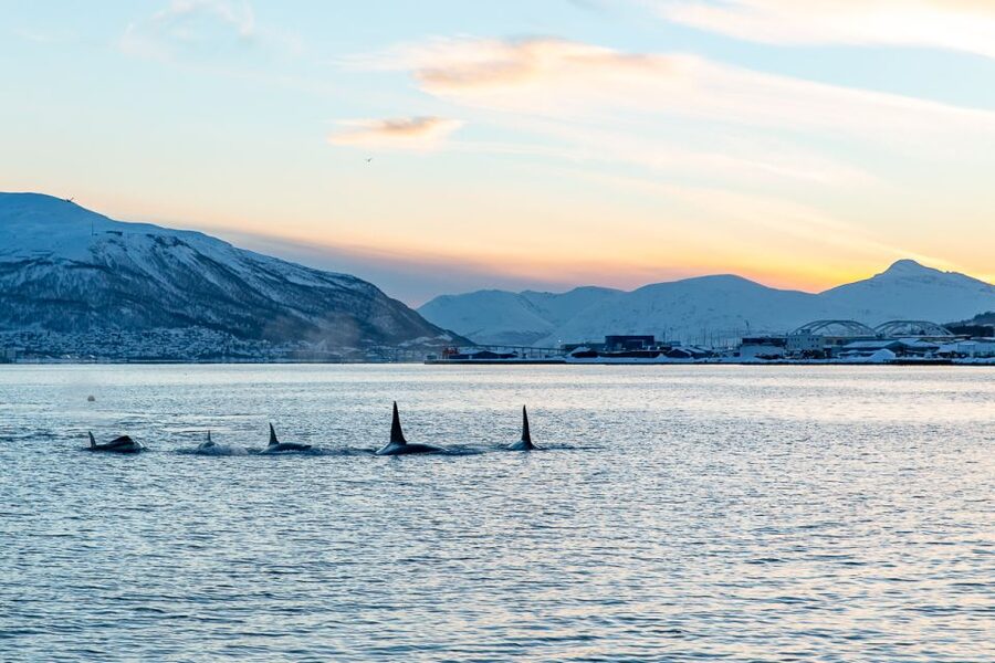 Tromsø: Fjord History Cruise with Snack and Drinks - Why Hermes II is the real star