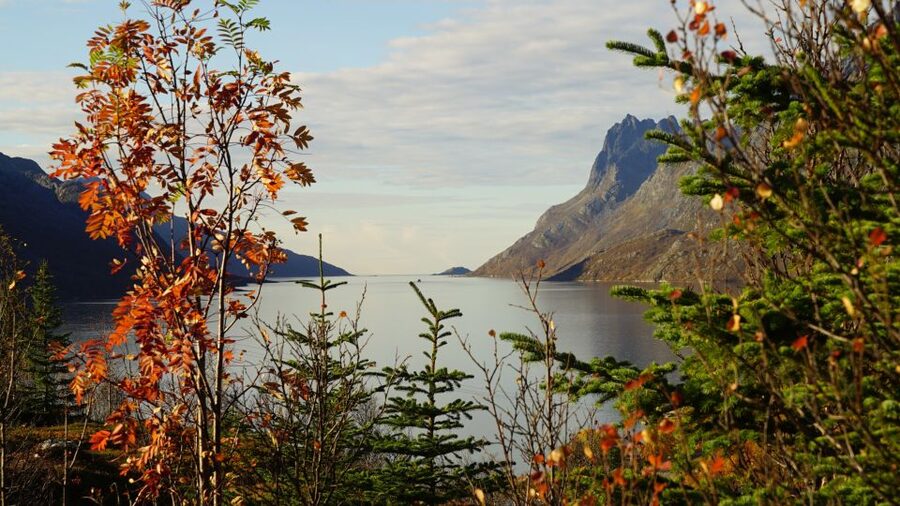Tromsø: Fjord Sightseeing in a Tesla X Luxury Electric Car - Grøtfjord completes the coastal trio
