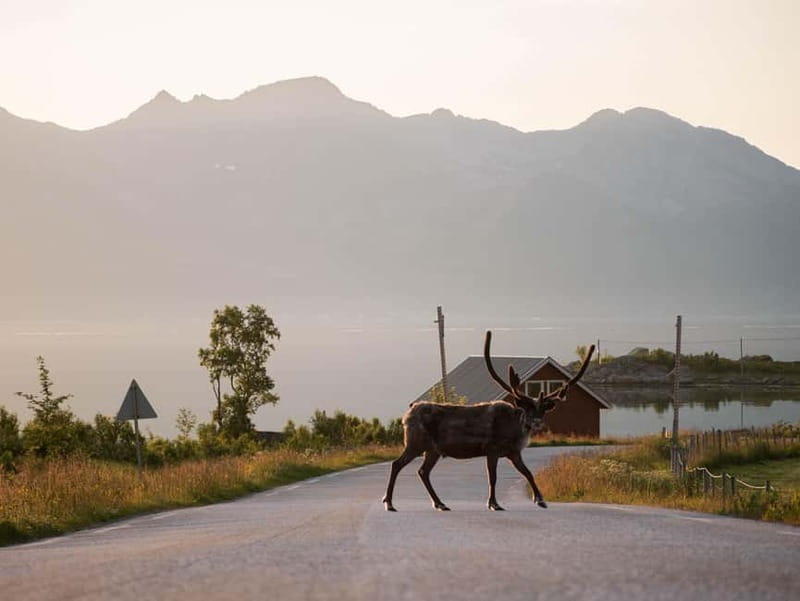 Tromsø: Fjord Tour and Visit to Sommarøy with Expert Tour Guide in Italian - Key points at a glance