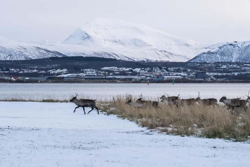 Tromsø: Fjord Tour and Visit to Sommarøy with Expert Tour Guide in Italian - Sommarøy, the Summer Island
