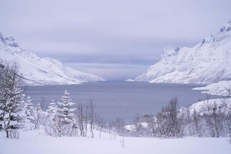 Tromsø: Fjord Tour and Visit to Sommarøy with Expert Tour Guide in Italian - Who should book this experience?
