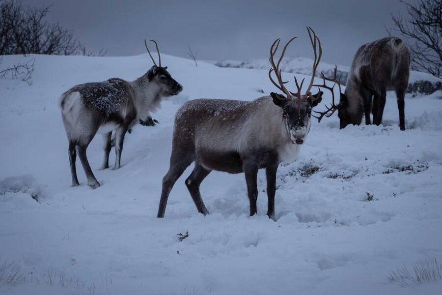 Tromsø: Fjords & Beaches Tour with Campfire and Arctic Food - What makes this Tromsø fjord tour worth considering