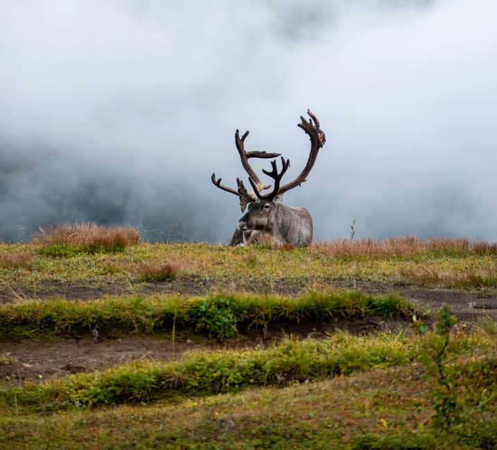 Tromsø: Fjords & Sommarøy Tour with Warm Local Lunch Option - Wildlife adds a little suspense