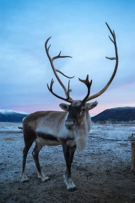 Tromsø: Fjords & Sommarøy Tour with Warm Local Lunch Option - Is $73 good value?