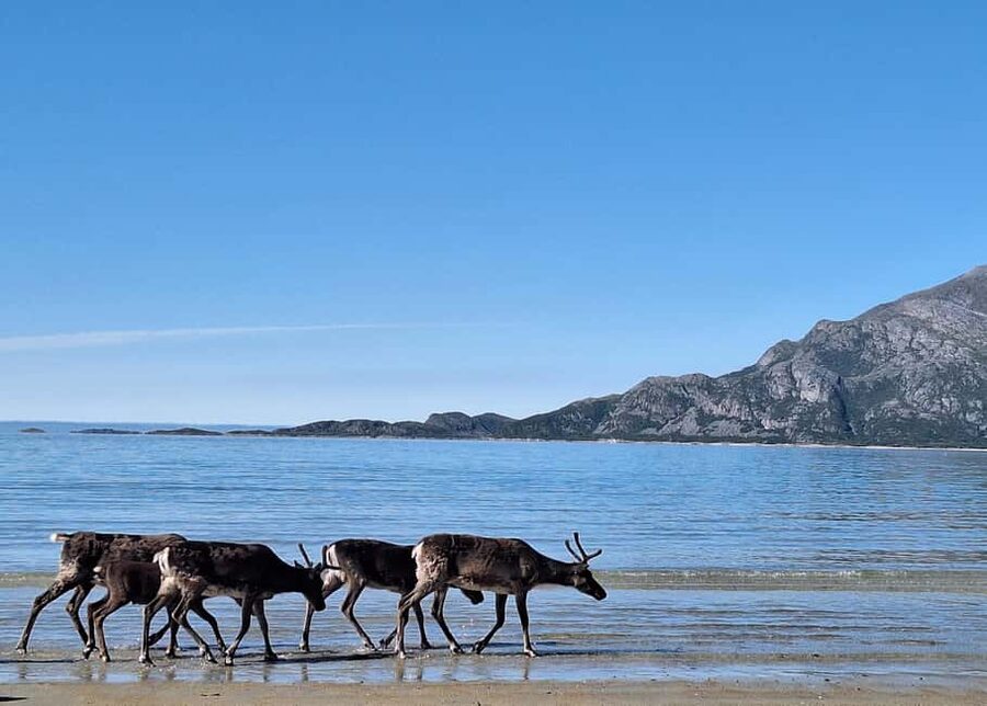 Tromsø: Guided Arctic Nature & Fjord Small Group Tour - What the Guide Adds to the Drive