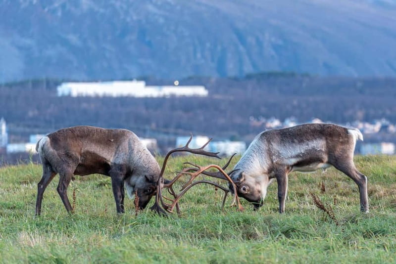 Tromsø: Midnight Fjord Tour - Is $147 a Fair Price?