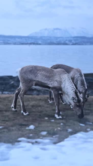 Tromsø: Sommerøya and Kvaløya Arctic Fjords Tour with Lunch - Who should book this Kvaløya and Sommarøy day?
