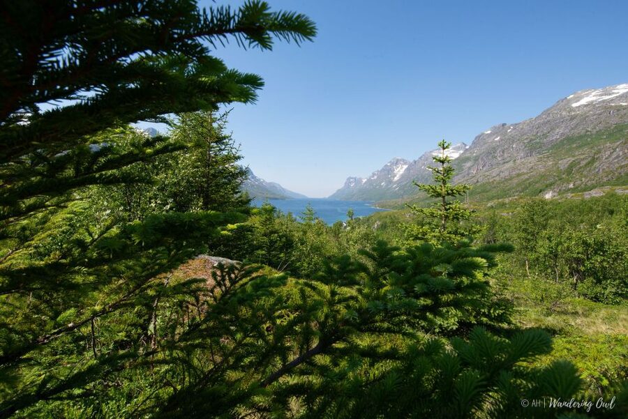 Tromsø: Summer Fjord Road Trip with Citizen Science - A homemade Arctic picnic