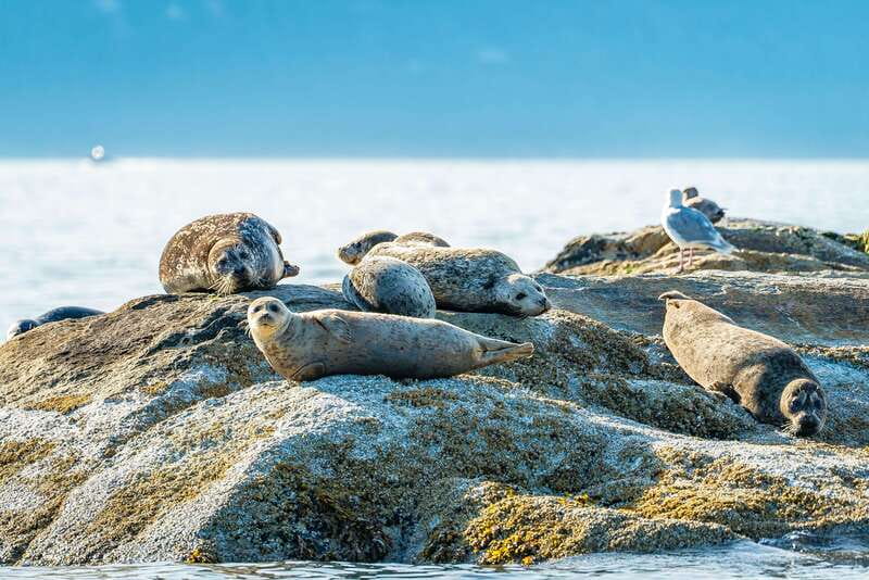 Vancouver: Boat to Bowen Island on UNESCO Howe Sound Fjord - Who will enjoy this boat trip most