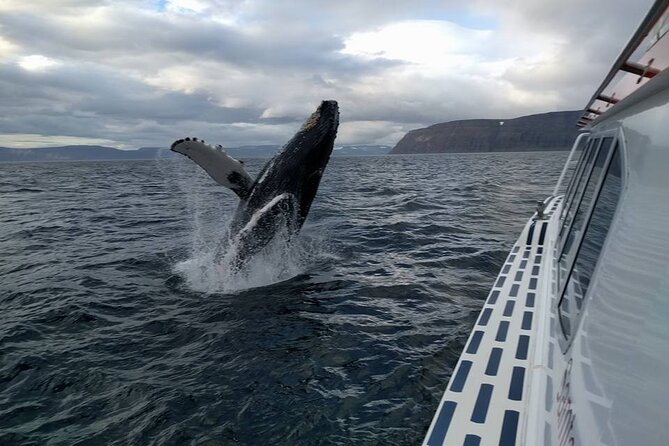 Westfjords Whale Watching - Finding the humpbacks in about 15 to 30 minutes
