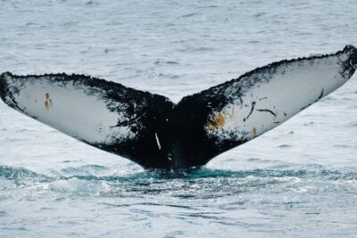 Westfjords Whale Watching