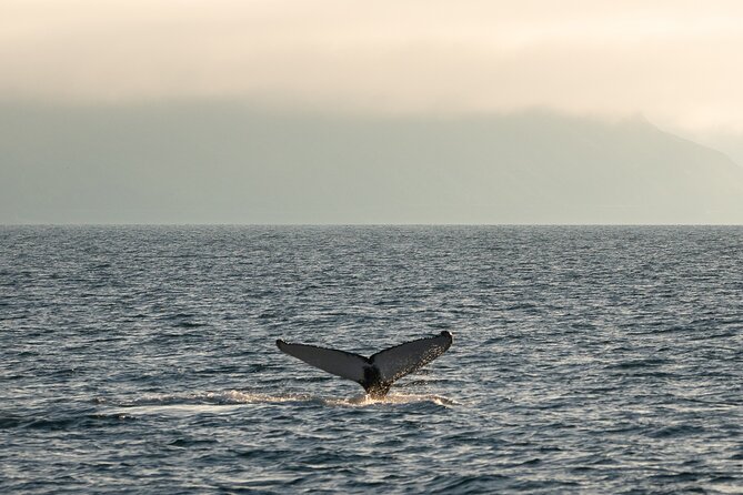 Westfjords Whale Watching - What the $113.68 price buys you
