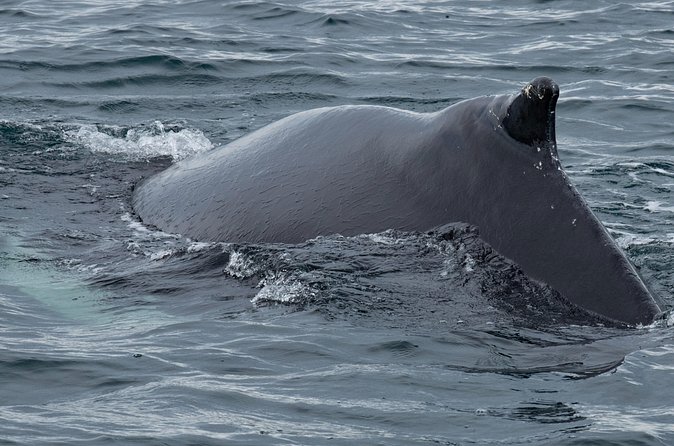 Westfjords Whale Watching - Who will enjoy this trip most