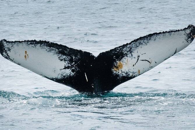 Westfjords Whale Watching - Why the captain’s approach matters